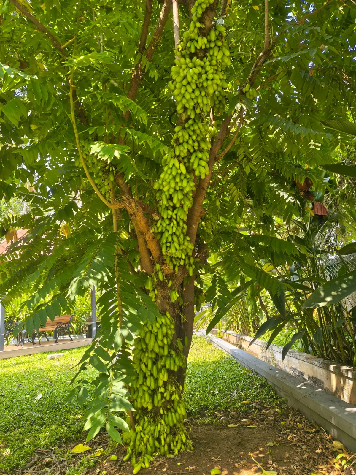Bilimbi tree in Nyra Thottam's garden, its trunk heavy with clusters of green fruit