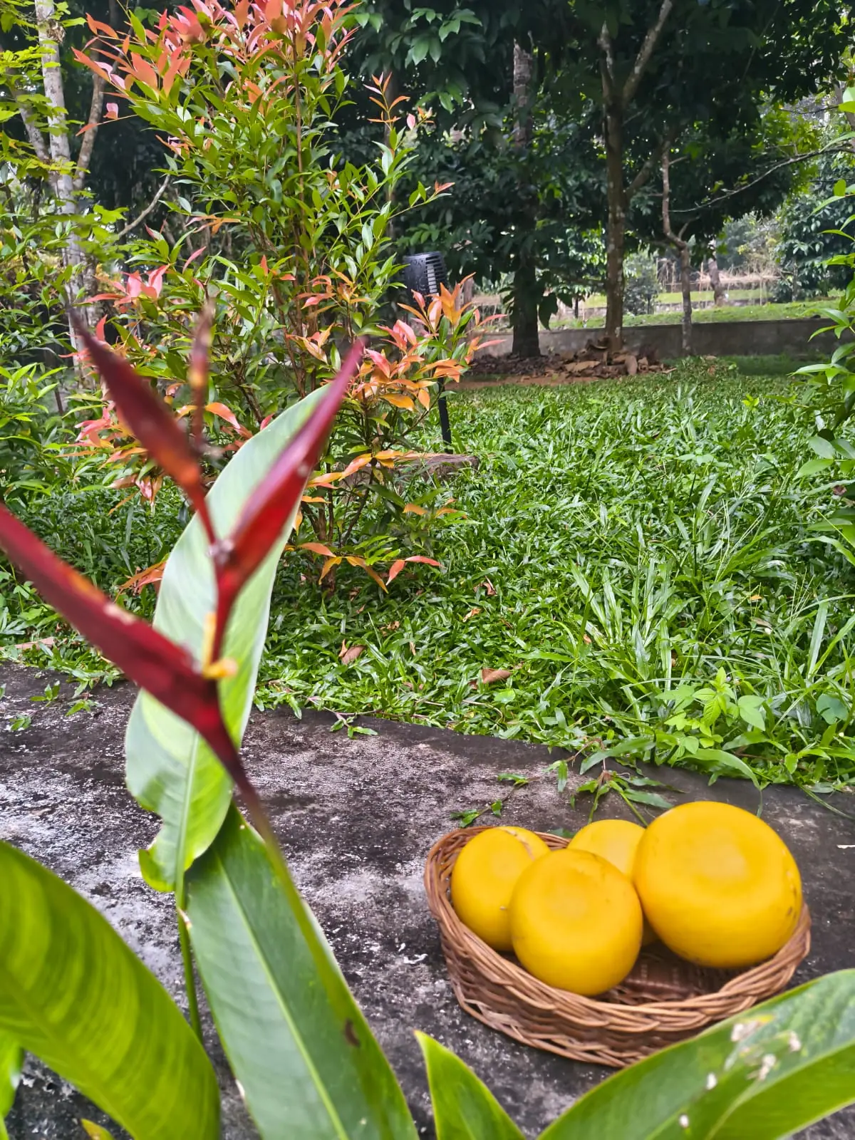 Basket of freshly picked fruit resting on a stone ledge in Nyra Thottam's garden