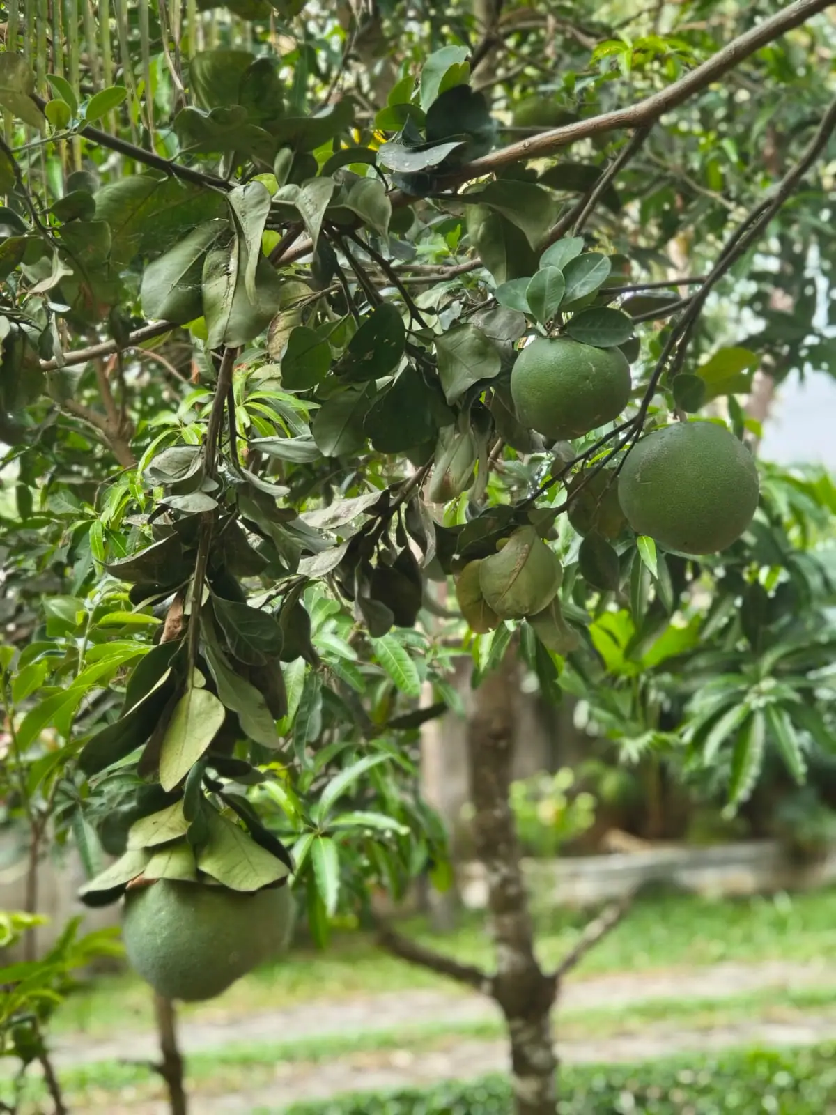 Pomelo fruits ripening on a tree in Nyra Thottam's garden