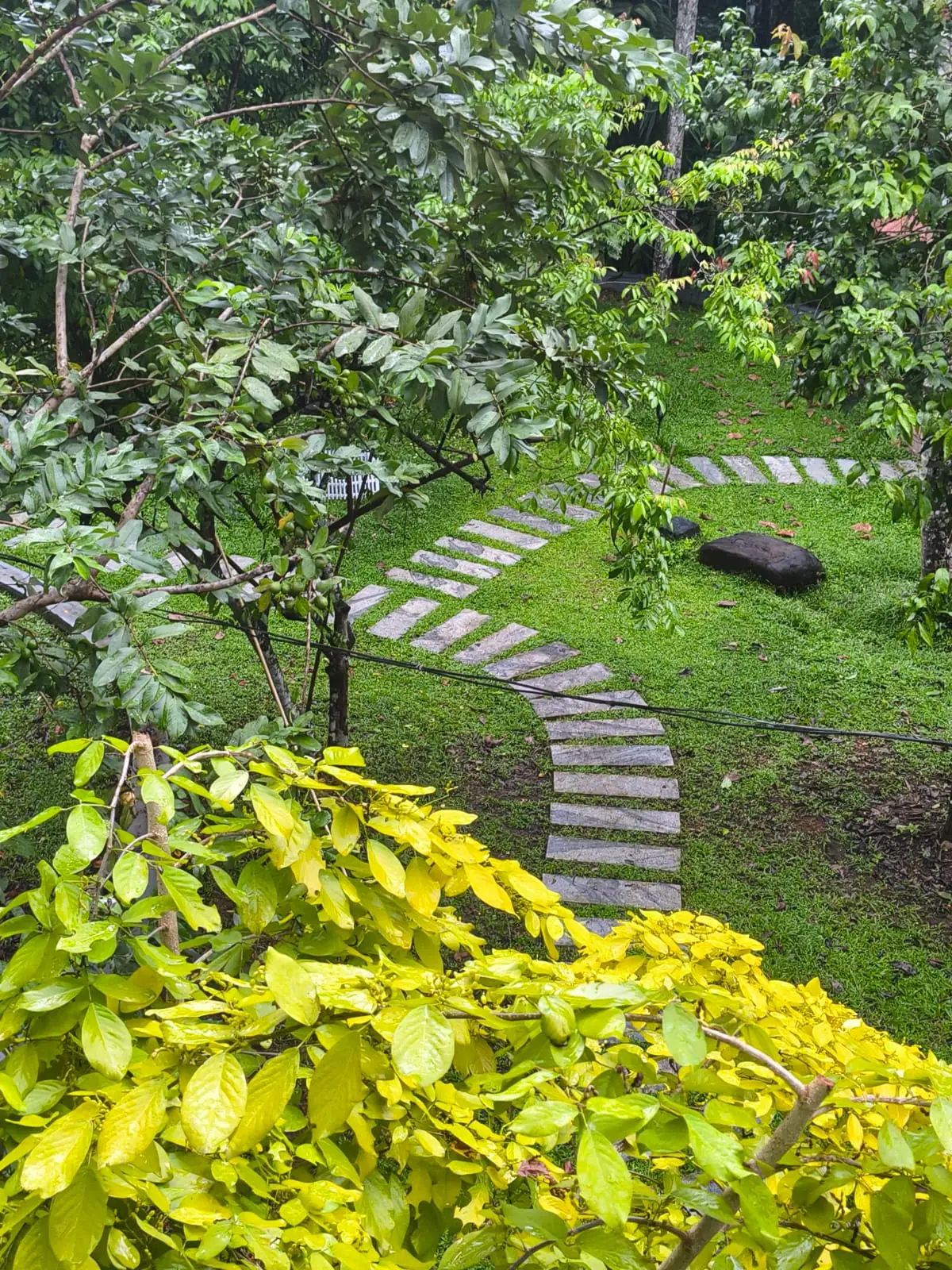 Stepping-stone path curving through the lawn of Nyra Thottam's garden, seen from above through the trees